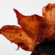 BERRY SMOKE / КУРКА ЗІ СМОРОДИНОЮ&nbsp; JRK-BR-80 фото 4